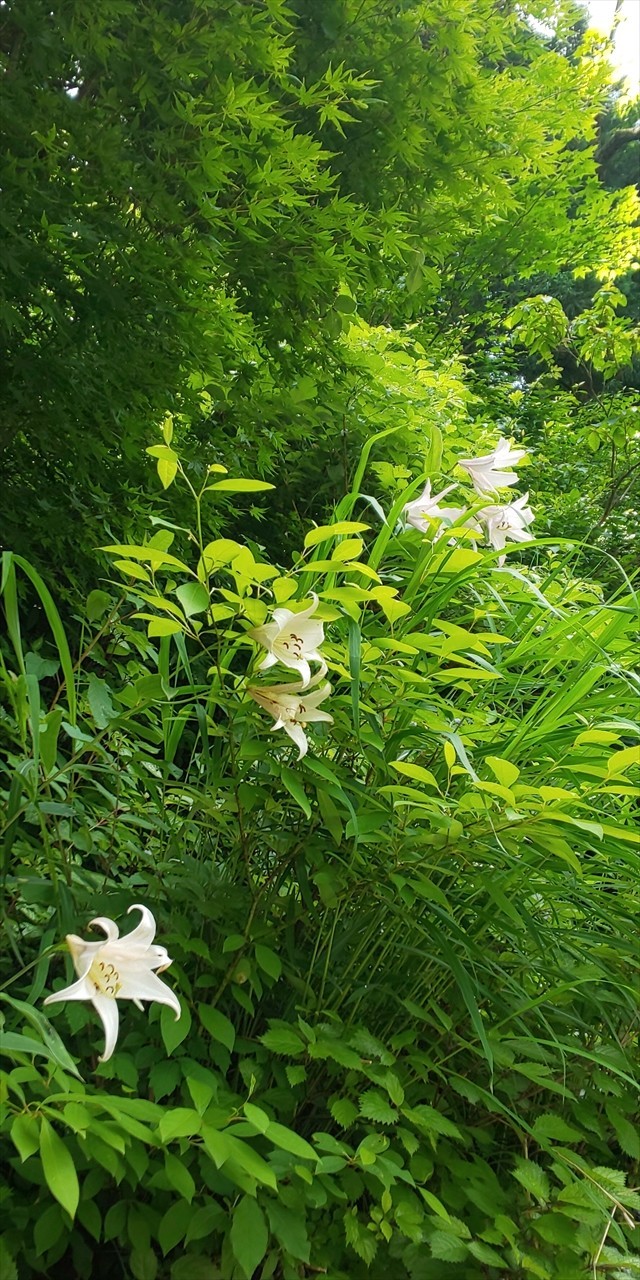 6月日は石川県の白峰地区の花散歩 白山高山植物園 福井のおじじの旨い食材探し クックパッドブログ