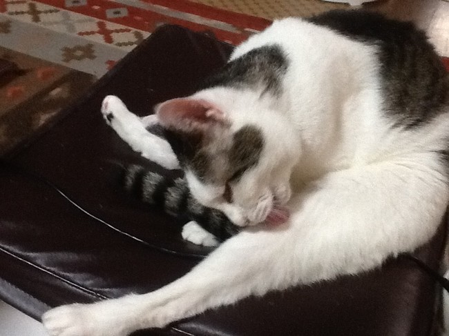 猫の毛繕い - りかねそ日記  クックパッドブログ