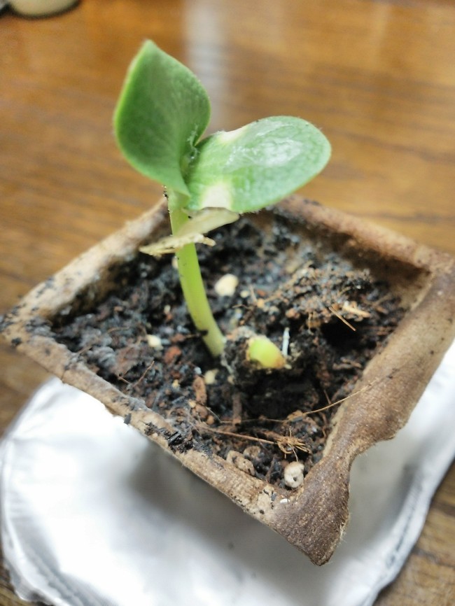 芽が出たー ロ ノ ノ オイシイモノスキーのおいしいごはん クックパッドブログ