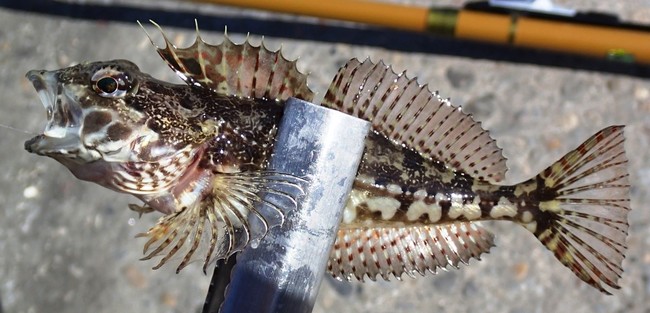 お魚勝手にランキング マズい魚編 ゆりyo船長 お魚love クックパッドブログ