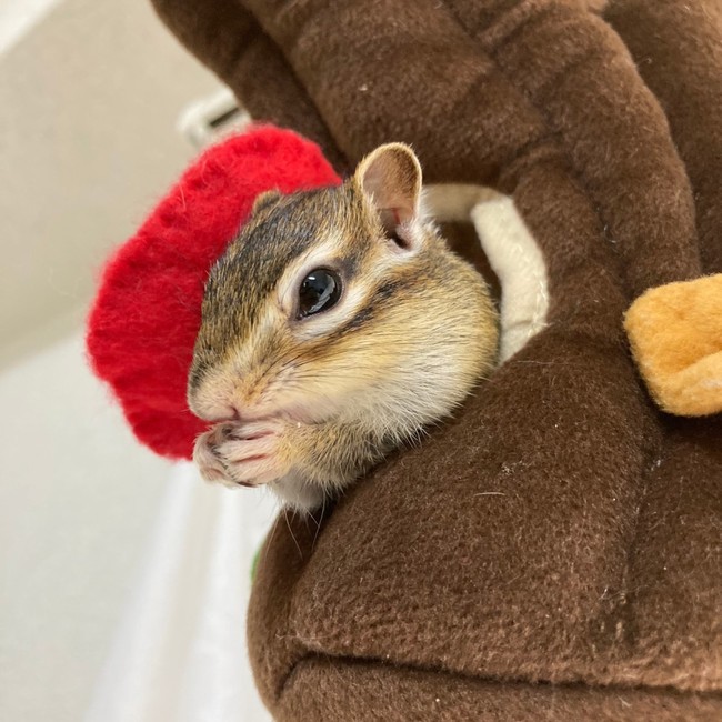 8 23のしまりす しまりすらいふ の今日何食べる クックパッドブログ