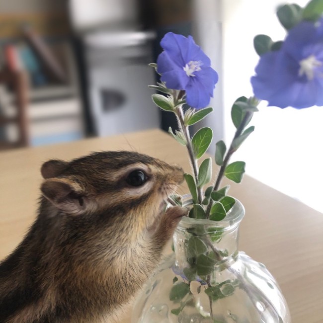 8 30のしまりす しまりすらいふ の今日何食べる クックパッドブログ