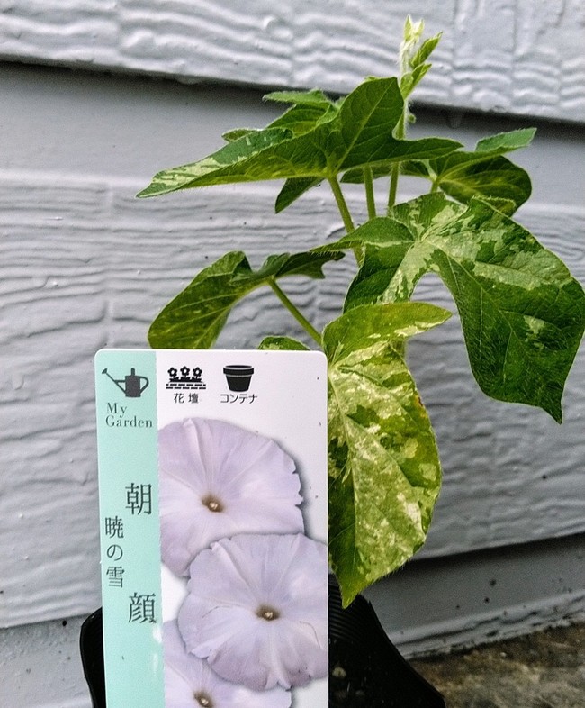 暁の雪 Yukiまむの徒然日記 クックパッドブログ