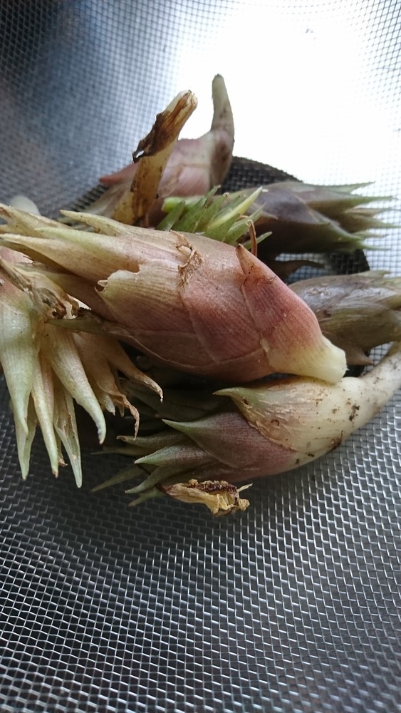 みょうが様 つかけいのごはん日記 クックパッドブログ みょうが様 つかけいのごはん日記 クックパッドブログ