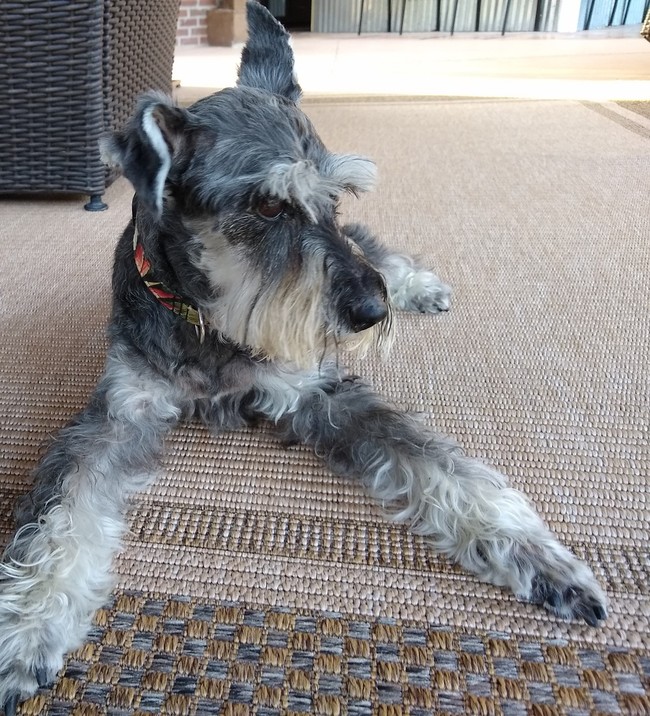 最も共有された 犬 ブログ ミニチュア シュナウザー スプーンを引く 最も共有された 犬 ブログ ミニチュア シュナウザー スプーンを引く