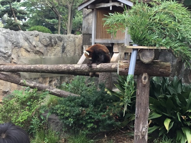 野毛山動物園 プラス みなとみらいでお茶 Yumi4551のごはん日記 クックパッドブログ