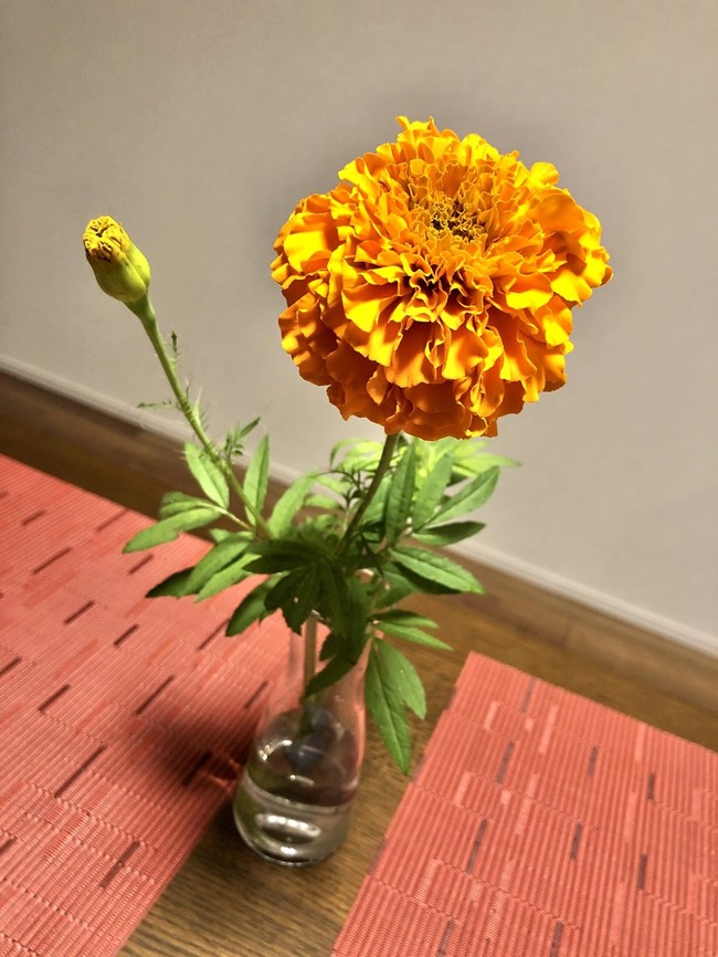 本日のお花 マリーゴールド 華と食べ物 クックパッドブログ 本日のお花 マリーゴールド 華と食べ物 クックパッドブログ