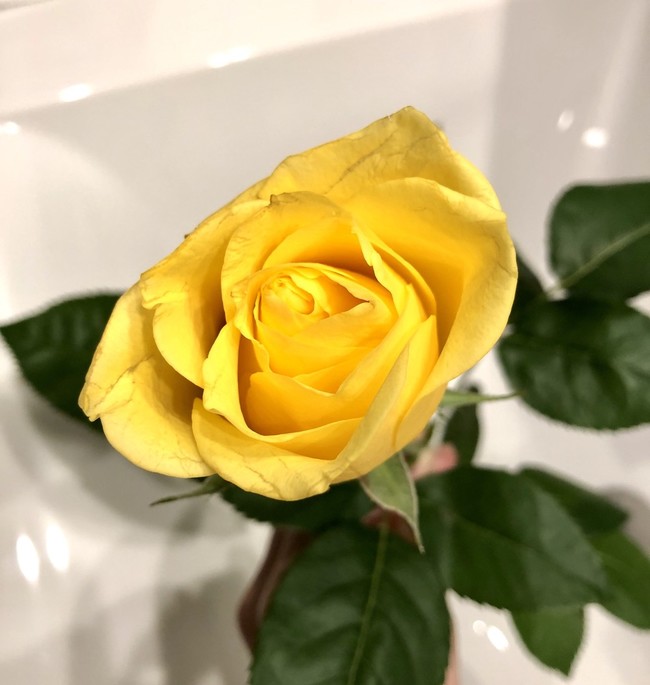 本日のお花 黄バラ 華と食べ物 クックパッドブログ