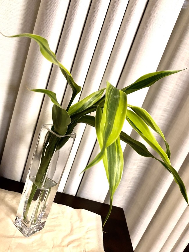 本日のお花 ドラセナ サンデリアーナ 華と食べ物 クックパッドブログ 本日のお花 ドラセナ サンデリアーナ 華と食べ物 クックパッドブログ