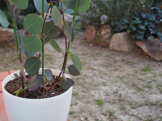 ホームセンターでユーカリ ポポラスを買った アンコの 毎日ばたばたスローライフ クックパッドブログ