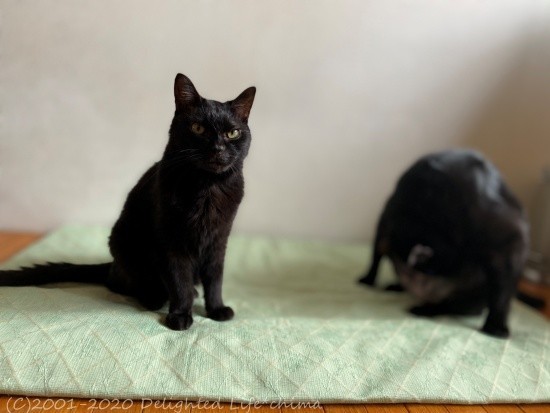 クマちゃんのマウンティング わが家のお猫様 Delighted Life クックパッドブログ