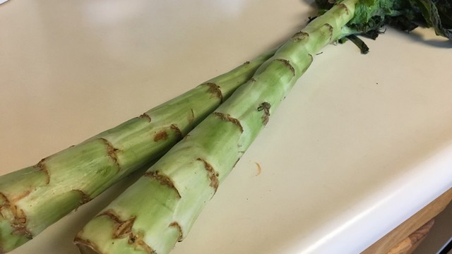 ガンビのないなら作ろうプロジェクト クックパッドブログ ガンビのないなら作ろうプロジェクト クックパッドブログ