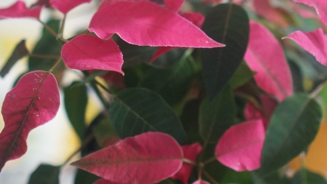 ほのぼの にこにこ うさぎのシーマの家ご飯 クックパッドブログ