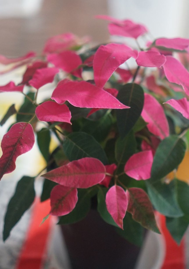 12月 ほのぼの にこにこ うさぎのシーマの家ご飯 クックパッドブログ