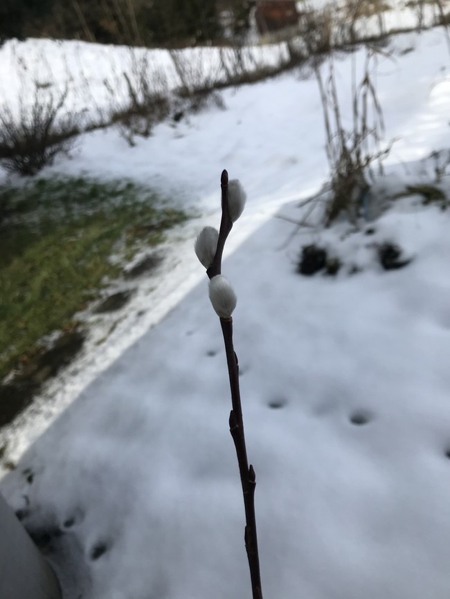 大寒のはずですが 春が近づいてる 南ドイツ田舎暮らし クックパッドブログ