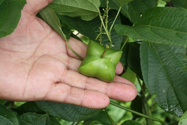 サチャインチ インカの宝石 ペルースーパーフード クックパッドブログ