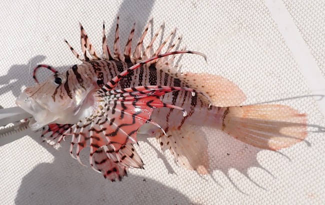 ミノカサゴを釣ったよ ゆりyo船長 お魚love クックパッドブログ