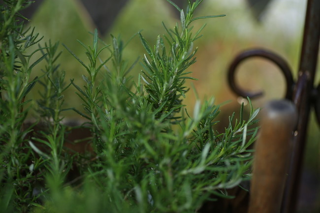 春の庭づくり ハーバルハウスカワカミさん 山瀬理恵子のアス飯 日記 クックパッドブログ