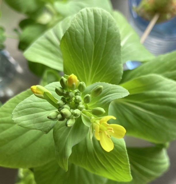 青梗菜花とタコパ 鱈と厚揚げの煮付けと朝サンド 時々お菓子作りな日々 クックパッドブログ 青梗菜花とタコパ 鱈と厚揚げの煮付けと朝サンド 時々お菓子作りな日々 クックパッドブログ