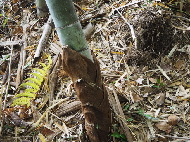 筍と美しい花筏 まあさの田舎ぐらし クックパッドブログ