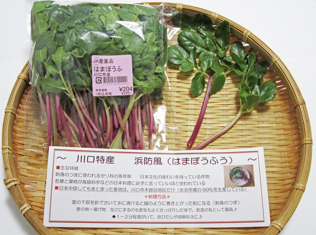 ハマボウフウ 海の山菜 海なし県埼玉の特産品 クックｇｏｎｂａｏの料理メモ クックパッドブログ