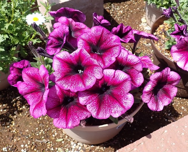 5月の花壇 ゆりyo船長 お魚love クックパッドブログ