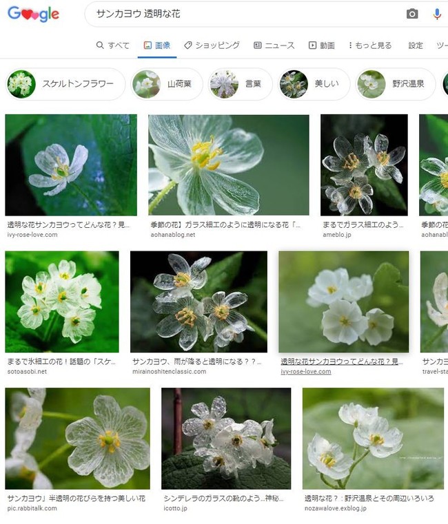 5月8日は花友さん達とあの山 この丘へ 花探検 福井のおじじの旨い食材探し クックパッドブログ