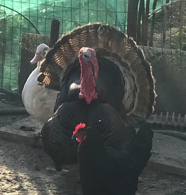 友人と散歩 ディナー 食べる幸せ作る幸せ クックパッドブログ 友人と散歩 ディナー 食べる幸せ作る幸せ クックパッドブログ
