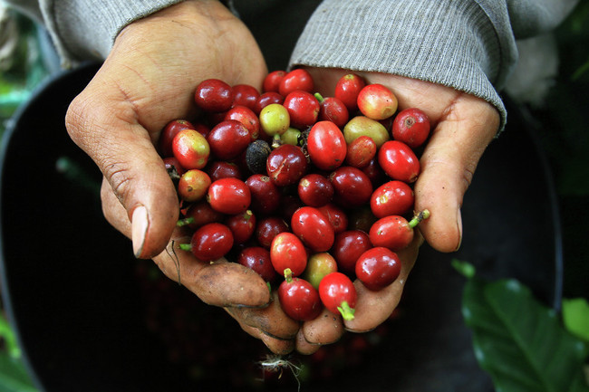 コーヒー大国ペルー ペルースーパーフード クックパッドブログ