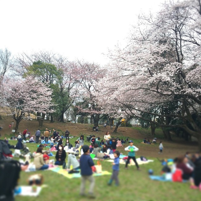 お花見 東京 町田市 鶴間公園 ついついデコってしまう ゚ ゚ お弁当や日々のこと クックパッドブログ お花見 東京 町田市 鶴間公園 ついついデコってしまう ゚ ゚ お弁当や日々のこと クックパッドブログ