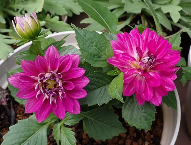 見切り品ダリアはどんな色 ゆりyo船長 お魚love クックパッドブログ