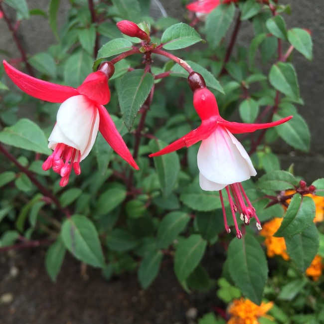 紫陽花 と 花菖蒲 と 不思議な花 ままごはん 改めばぁばまんまのごはん日記 クックパッドブログ
