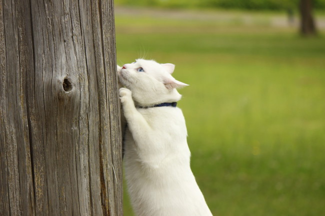 白猫えんじぇるラベンダーサシェ