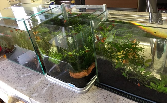 寝不足 と プラティ ままごはん 改めばぁばまんまのごはん日記 クックパッドブログ 寝不足 と プラティ ままごはん 改めばぁばまんまのごはん日記 クックパッドブログ