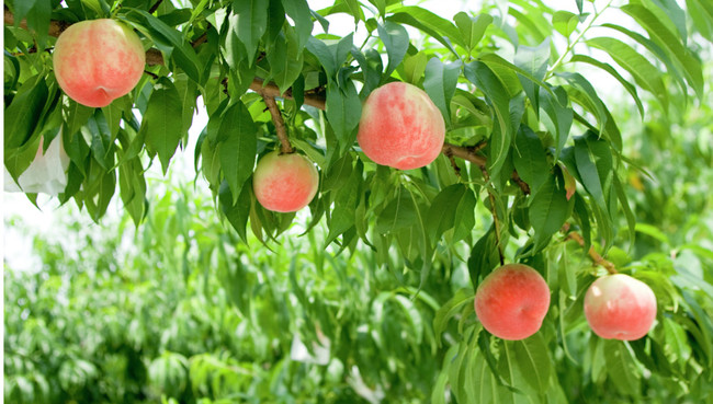 夏を彩る果実 桃 和歌山フルーツ日和 クックパッドブログ