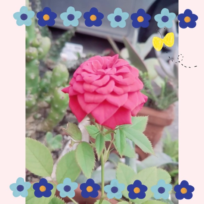 夏休みにやらねばならぬこと ご飯日記始めます クックパッドブログ