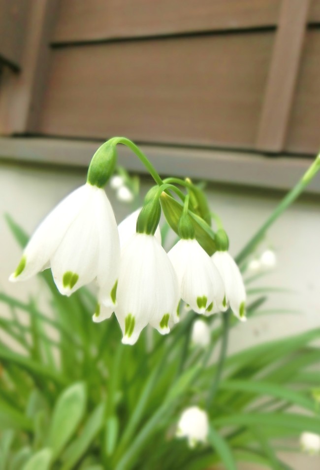 白い花 ｾﾝﾄｳｿｳ ｽﾉｰﾌﾚｰｸ それから ちいさなちいさな よかったさがし クックパッドブログ