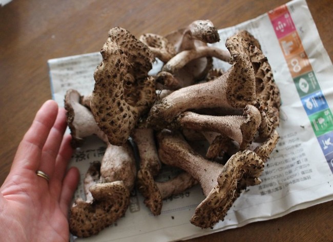 香茸 コウタケ ポキコちゃんの日記 クックパッドブログ