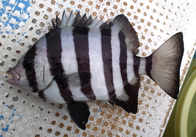 イシダイ五目で爆釣 ゆりyo船長 お魚love クックパッドブログ
