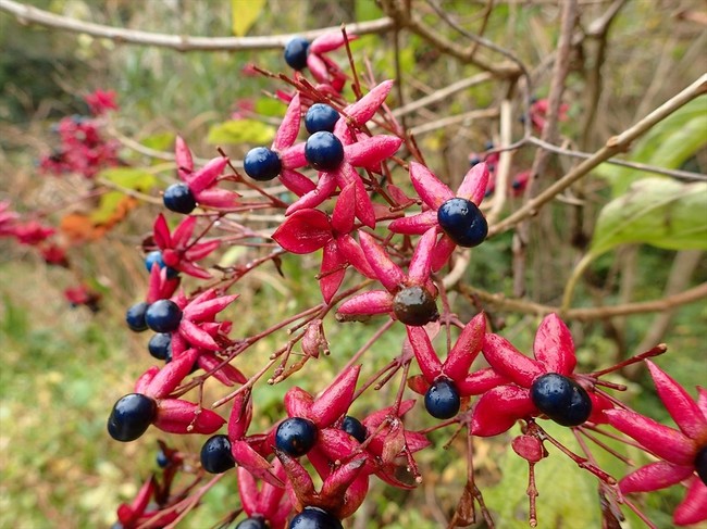 クサギ 臭木 も葉っぱは食べられるそうな 福井のおじじの旨い食材探し クックパッドブログ