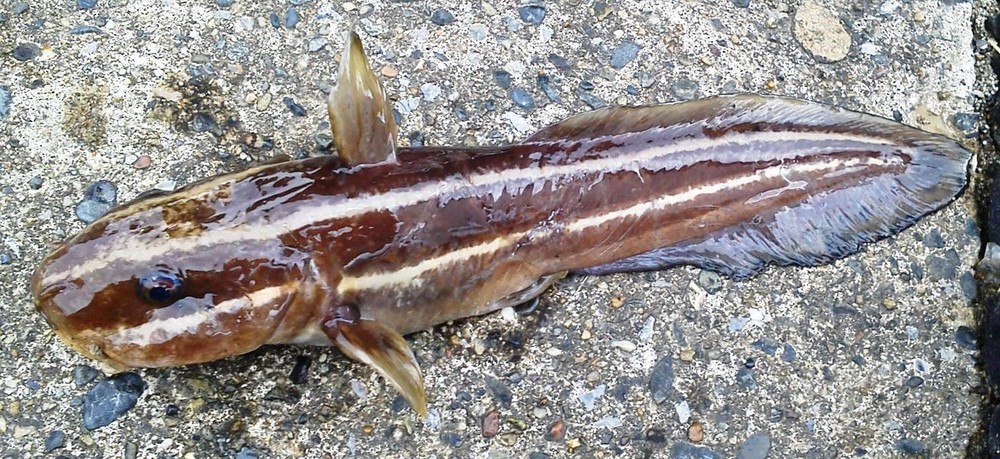 お魚勝手にランキング 意外なる激旨魚編 ゆりyo船長 お魚love クックパッドブログ