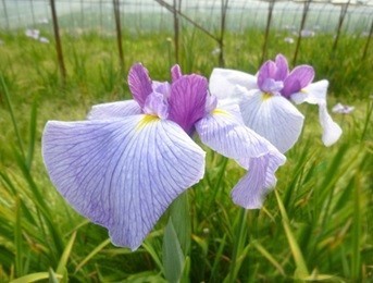 京の花物語 端午の節句には花しょうぶを飾りましょう 京都府 のごはん日記 クックパッドブログ