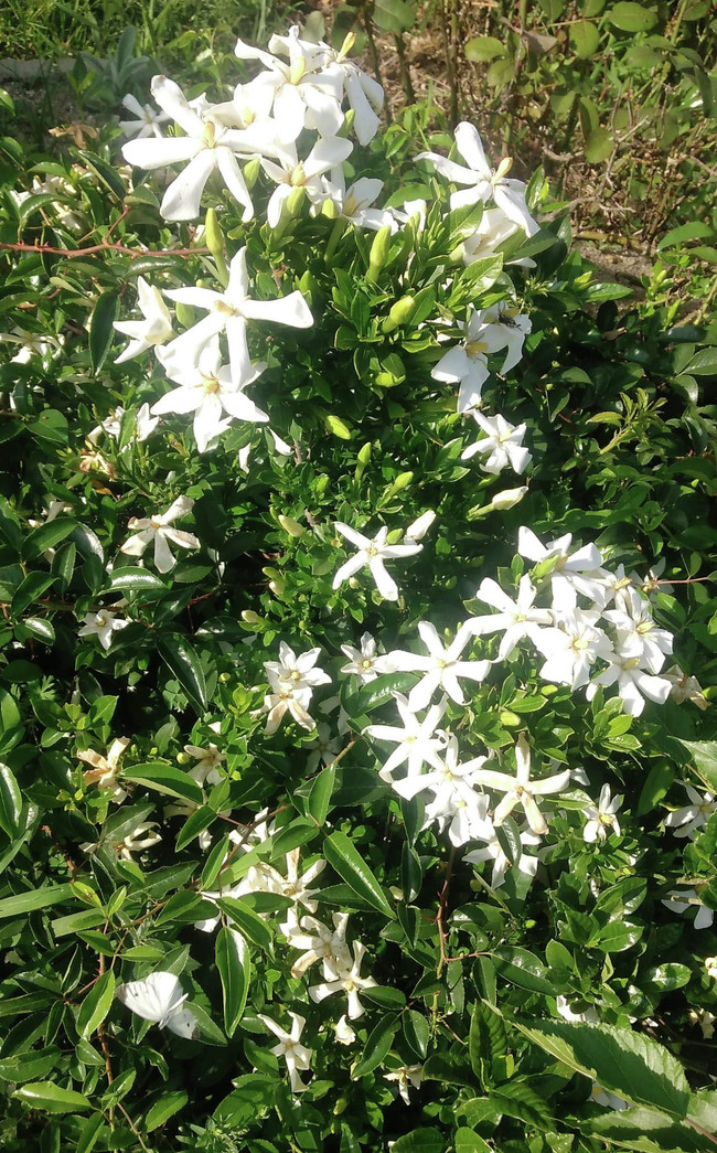 クチナシの花とキンモクセイの花の香りの忘れられないエピソード 山瀬理恵子のアス飯 日記 クックパッドブログ