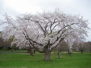 Gwと桜 北海道 森町 オニウシ公園 青葉ケ丘公園 にじ色キッチン クックパッドブログ