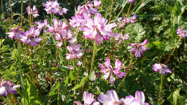 春の花 蓮華草 昔の事ですが 福井のおじじの旨い食材探し クックパッドブログ 春の花 蓮華草 昔の事ですが 福井のおじじの旨い食材探し クックパッドブログ