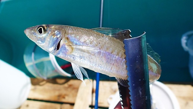 ボート釣りでベラを狙え ゆりyo船長 お魚love クックパッドブログ