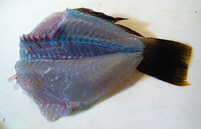 ボート釣りでベラを狙え ゆりyo船長 お魚love クックパッドブログ