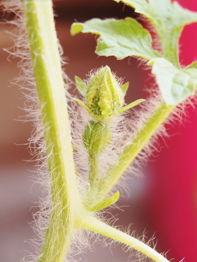 花壇スイカ雌花誕生 コナ寿 の色々日記 クックパッドブログ