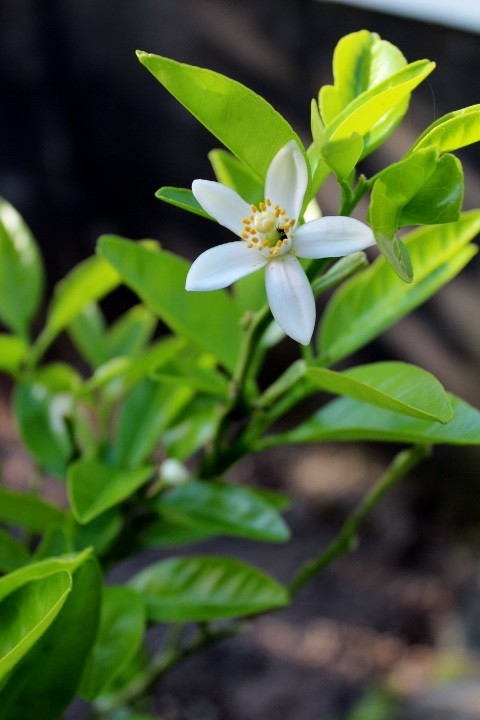 みかんの花は県花 白雲堂の食べ物ストリート クックパッドブログ みかんの花は県花 白雲堂の食べ物ストリート クックパッドブログ