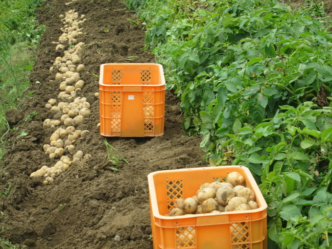 原色野菜図鑑 その７ ボーイスカウトのお芋 京のカラフル野菜生活 クックパッドブログ